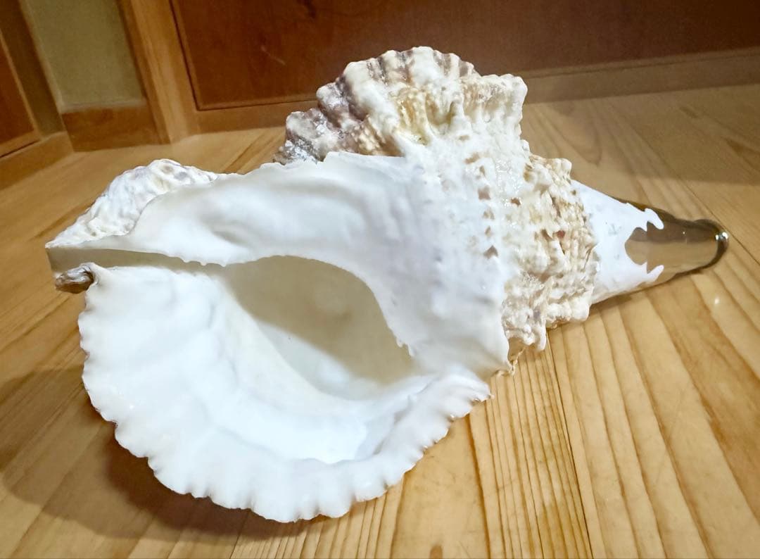 法螺貝　ほら貝　ホラガイ❣️