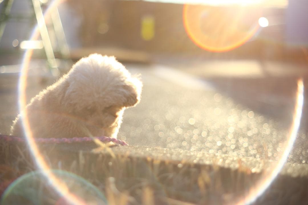 ペ*ン様 整備済 PENTAX Super Takumar 55mm f1.8