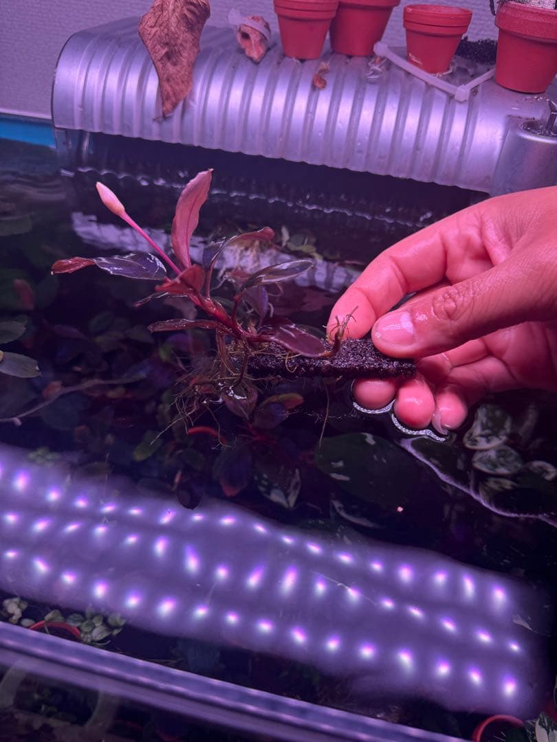 数量限定ブセファランドラsp. ギャラクシーメタリックパープル　大株　完全水中葉