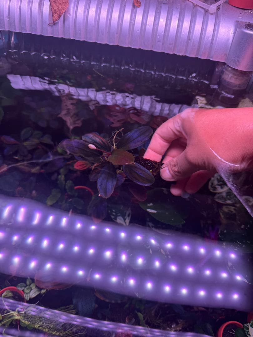 数量限定ブセファランドラsp. ギャラクシーメタリックパープル　大株　完全水中葉