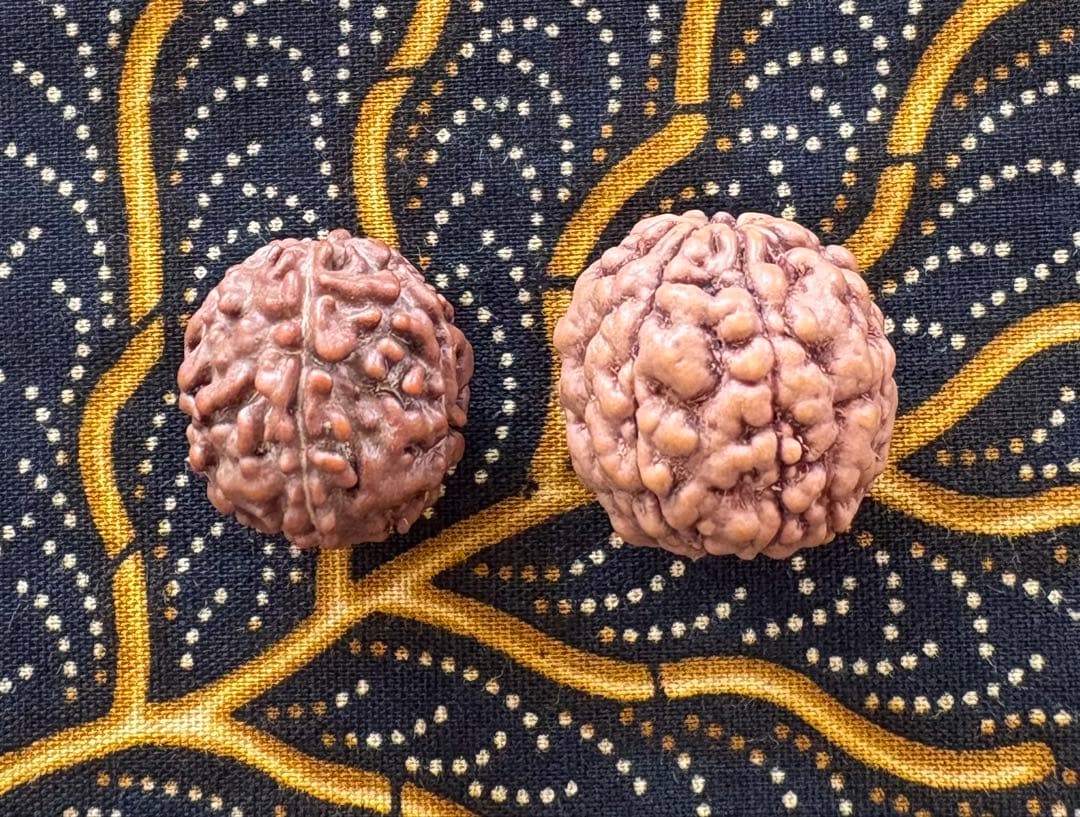 ねこのつかい ルドラクシャマーラー　トップガウリシャンカール