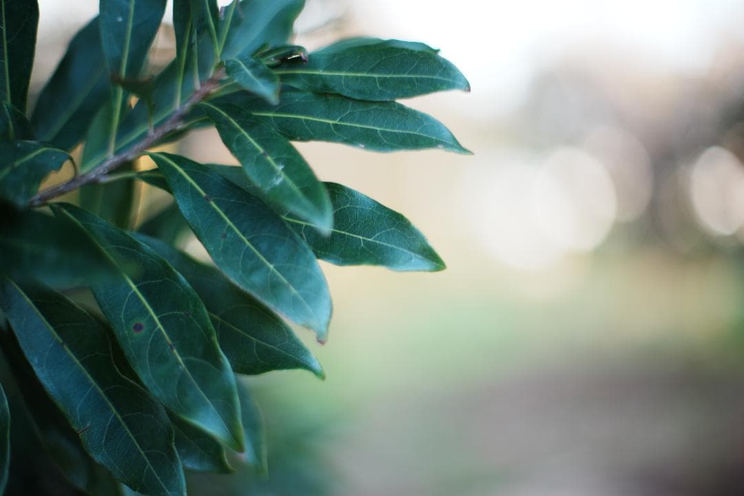 【バブルボケ】動作◎ ミノルタ New MD 50mm F1.4 309