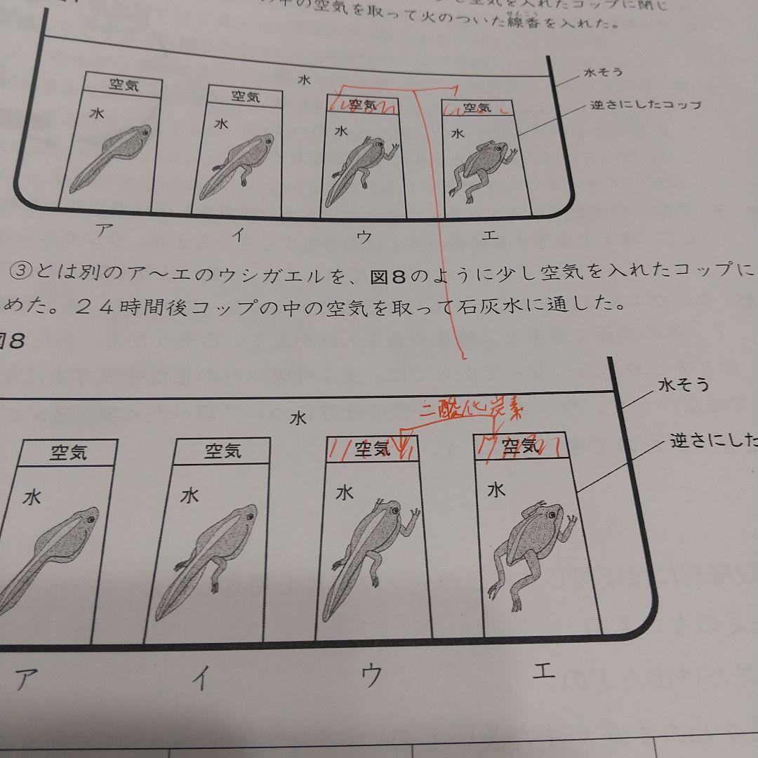 ena 小6 後期日曜特訓 富士中コース