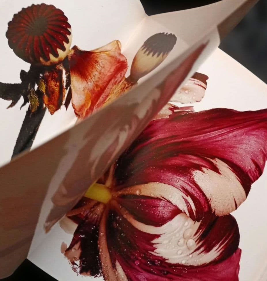 FLOWERS Irving Penn　初版 海外ライブラリー蔵書印等の難あり