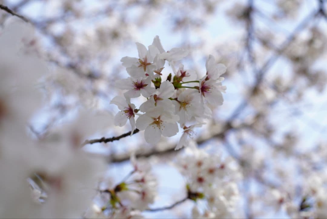 レンズ(単焦点) CONTAX Carl Zeiss Planar 50mm f/1.4 MMJ
