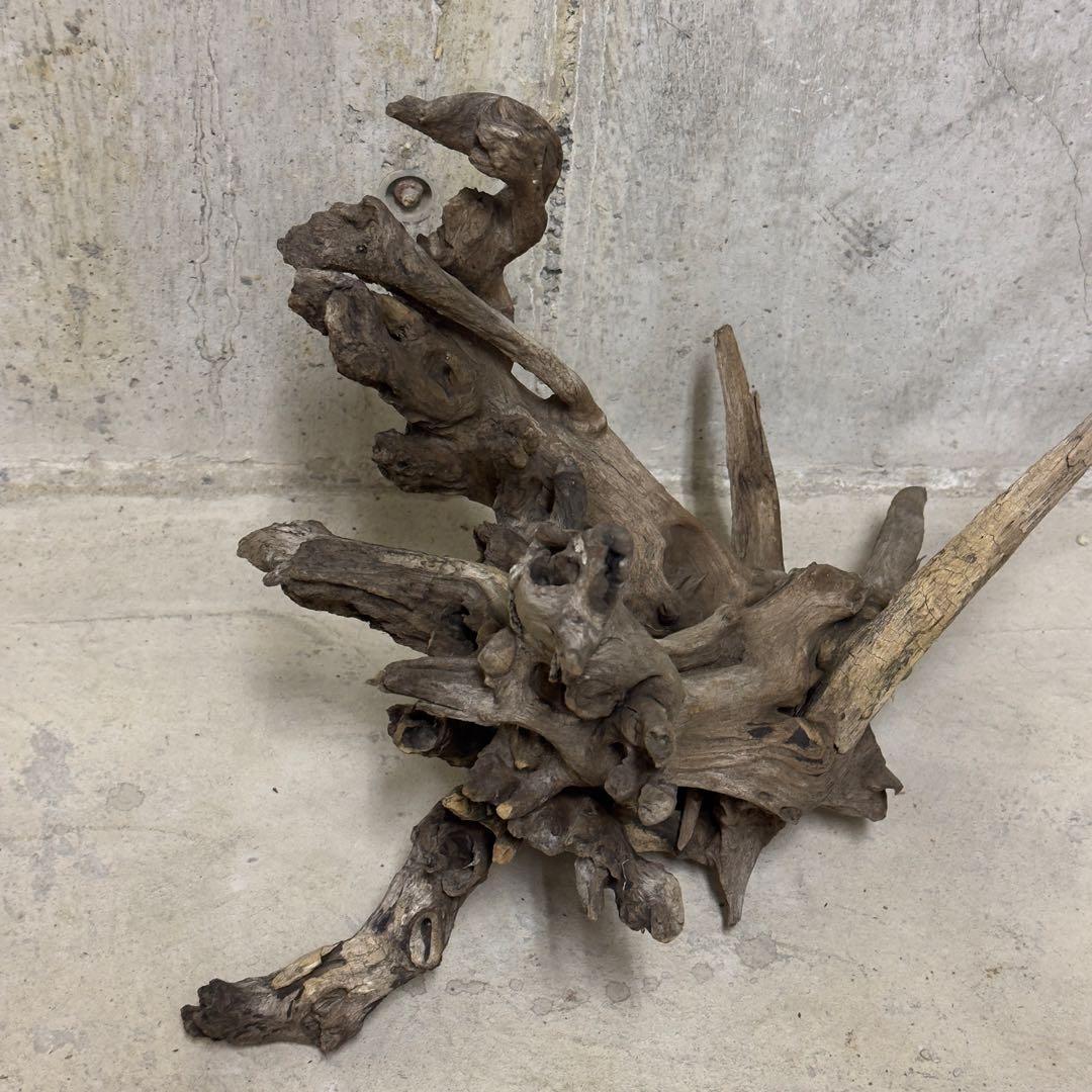 ADA ホーンウッド　流木　アクアリウム　テラリウム