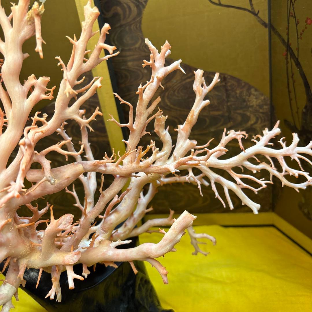 天然珊瑚 桃珊瑚 原木 高さ17cm/1310g 置物 オブジェ