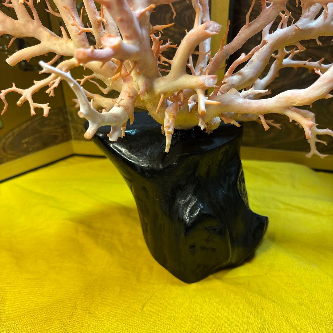 天然珊瑚 桃珊瑚 原木 高さ17cm/1310g 置物 オブジェ