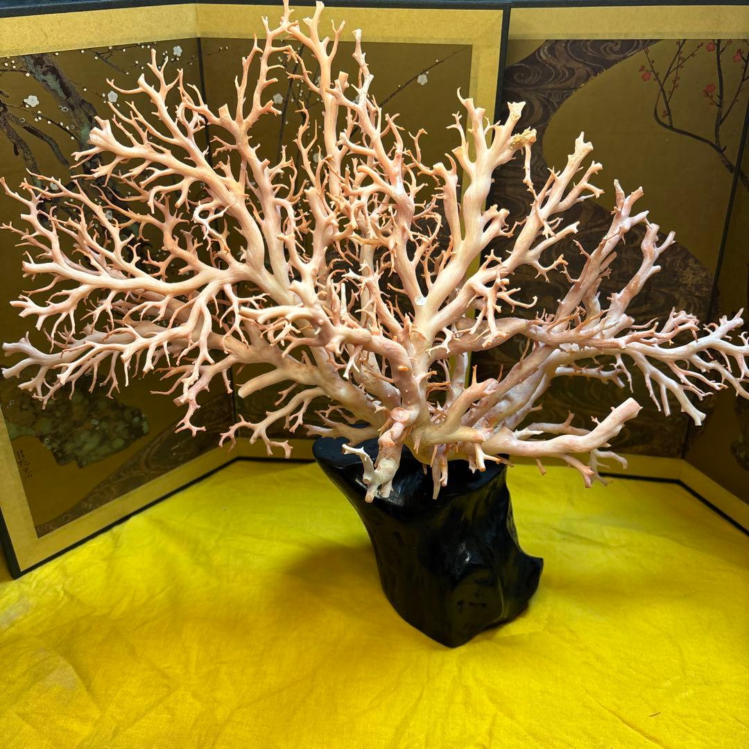 天然珊瑚 桃珊瑚 原木 高さ17cm/1310g 置物 オブジェ