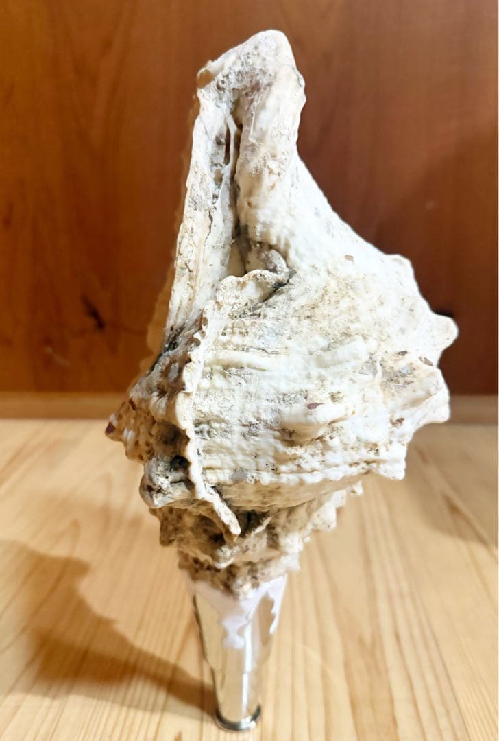 希少　特大　肉厚オオナルト法螺貝　ほら貝　ホラガイ❣️