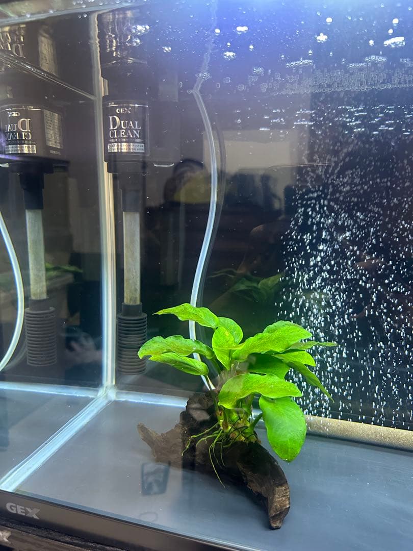 GEX 60センチ水槽セット