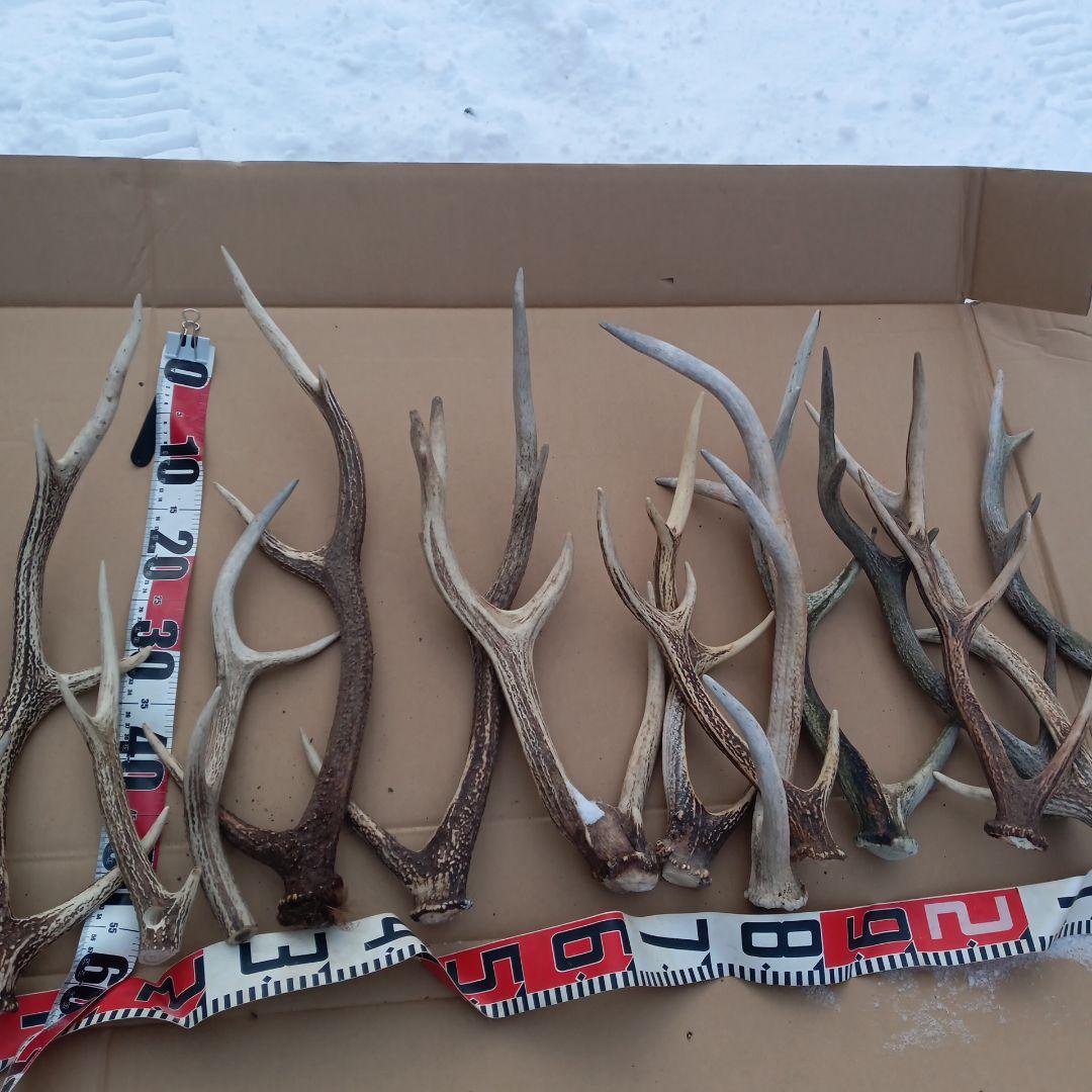 ク*ト様 鹿の角 犬おもちゃ 工芸品などにどうぞ ２４番