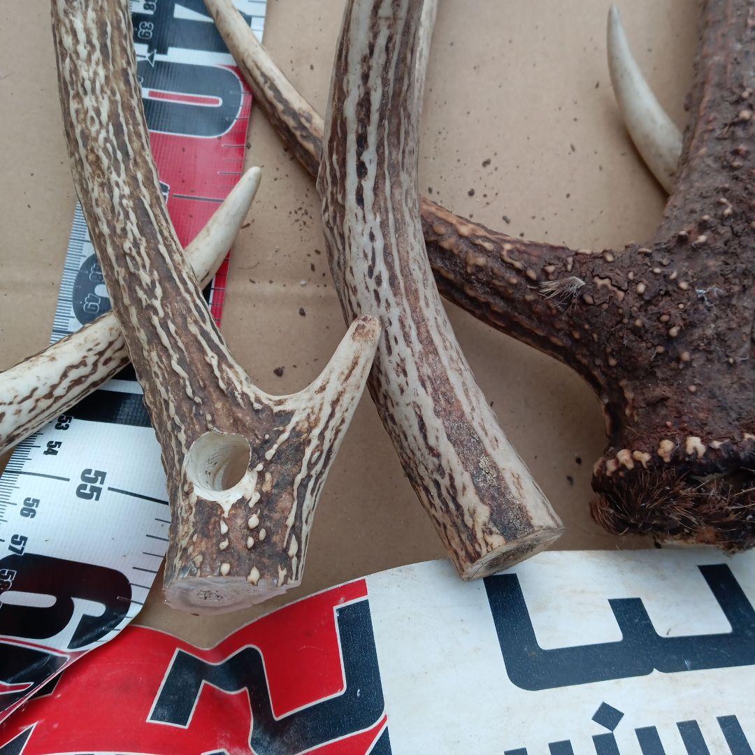 ク*ト様 鹿の角 犬おもちゃ 工芸品などにどうぞ ２４番