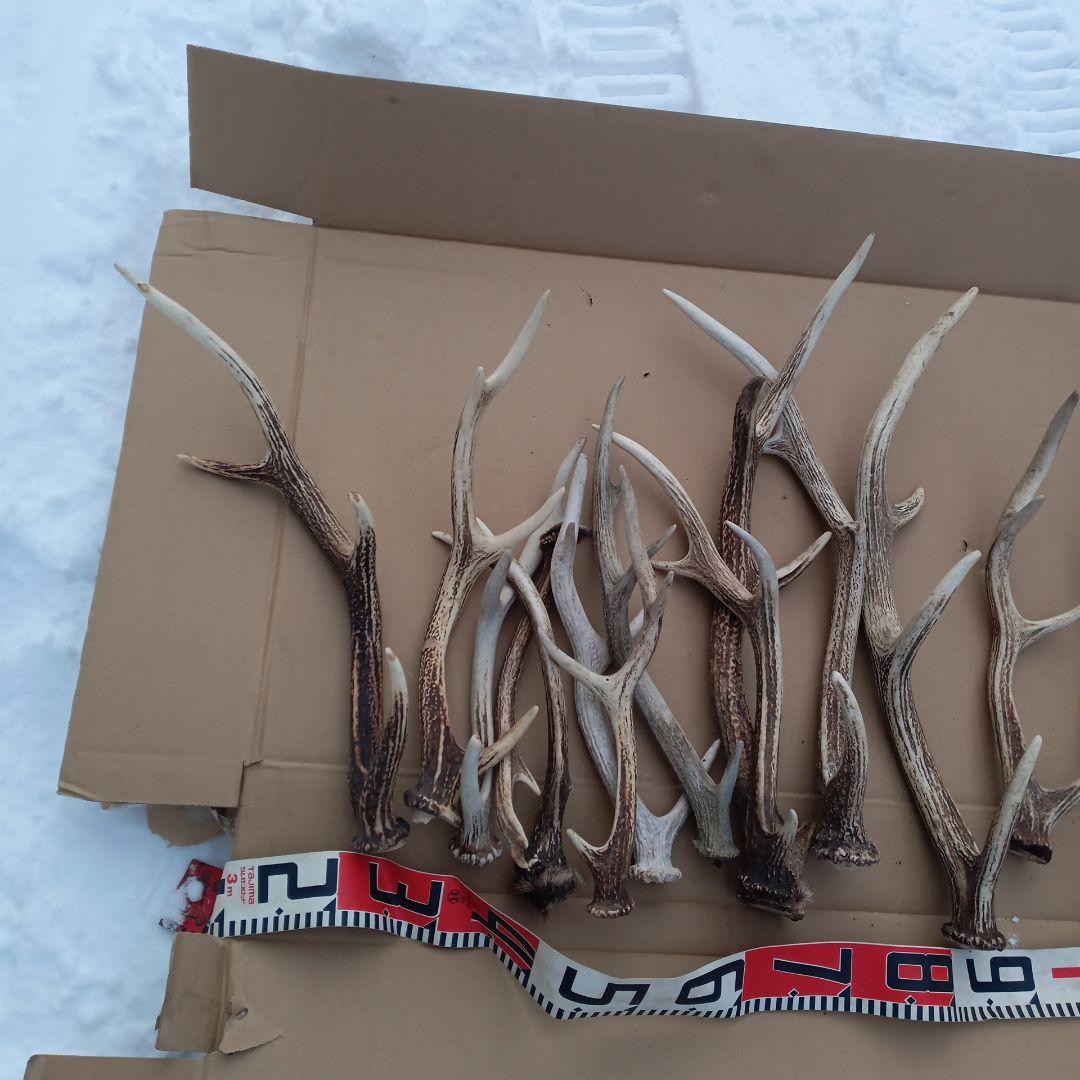 ク*ト様 鹿の角 犬おもちゃ 工芸品などにどうぞ ２４番