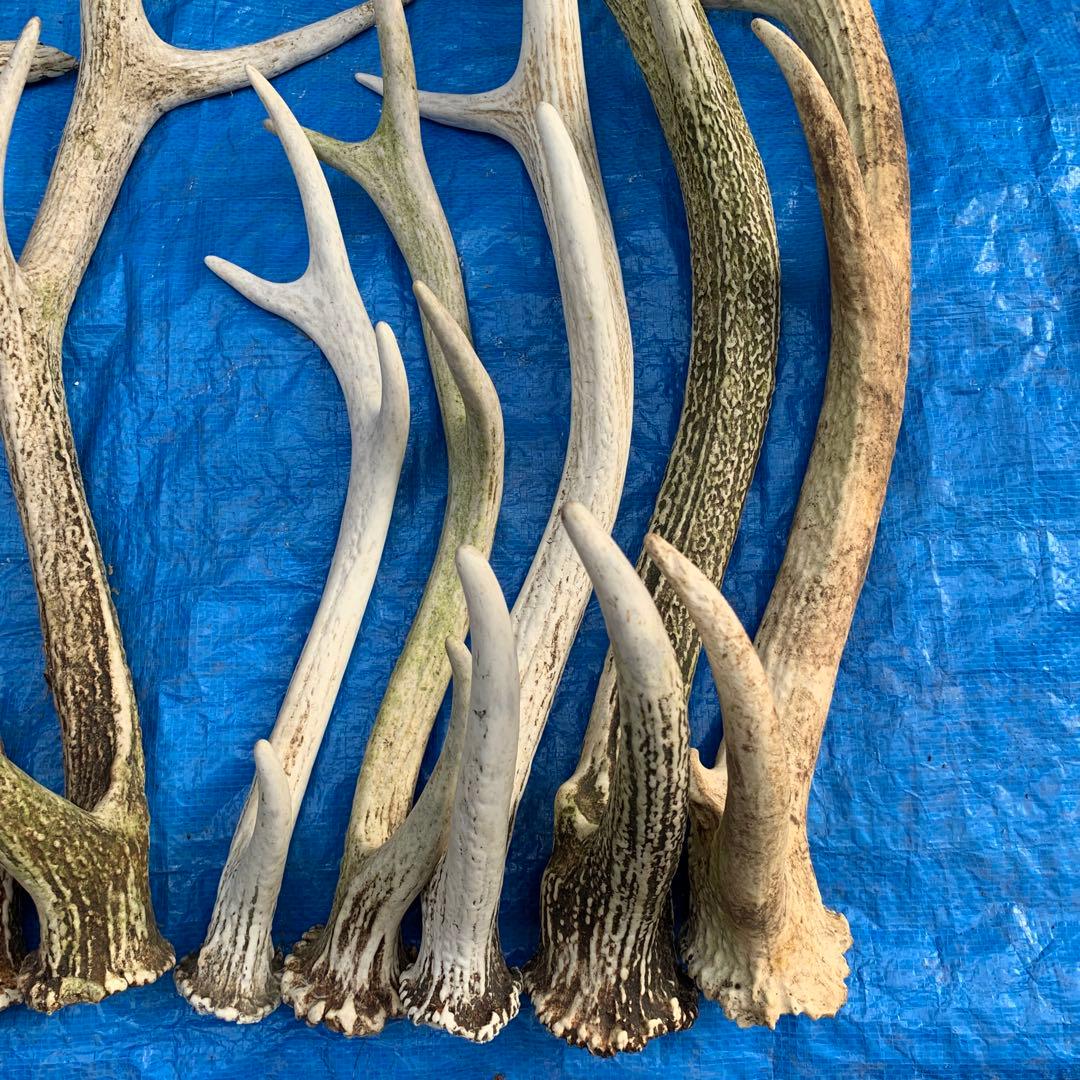 No.2057『鹿角8本セット』鹿の角　エゾ鹿　鹿角　蝦夷鹿