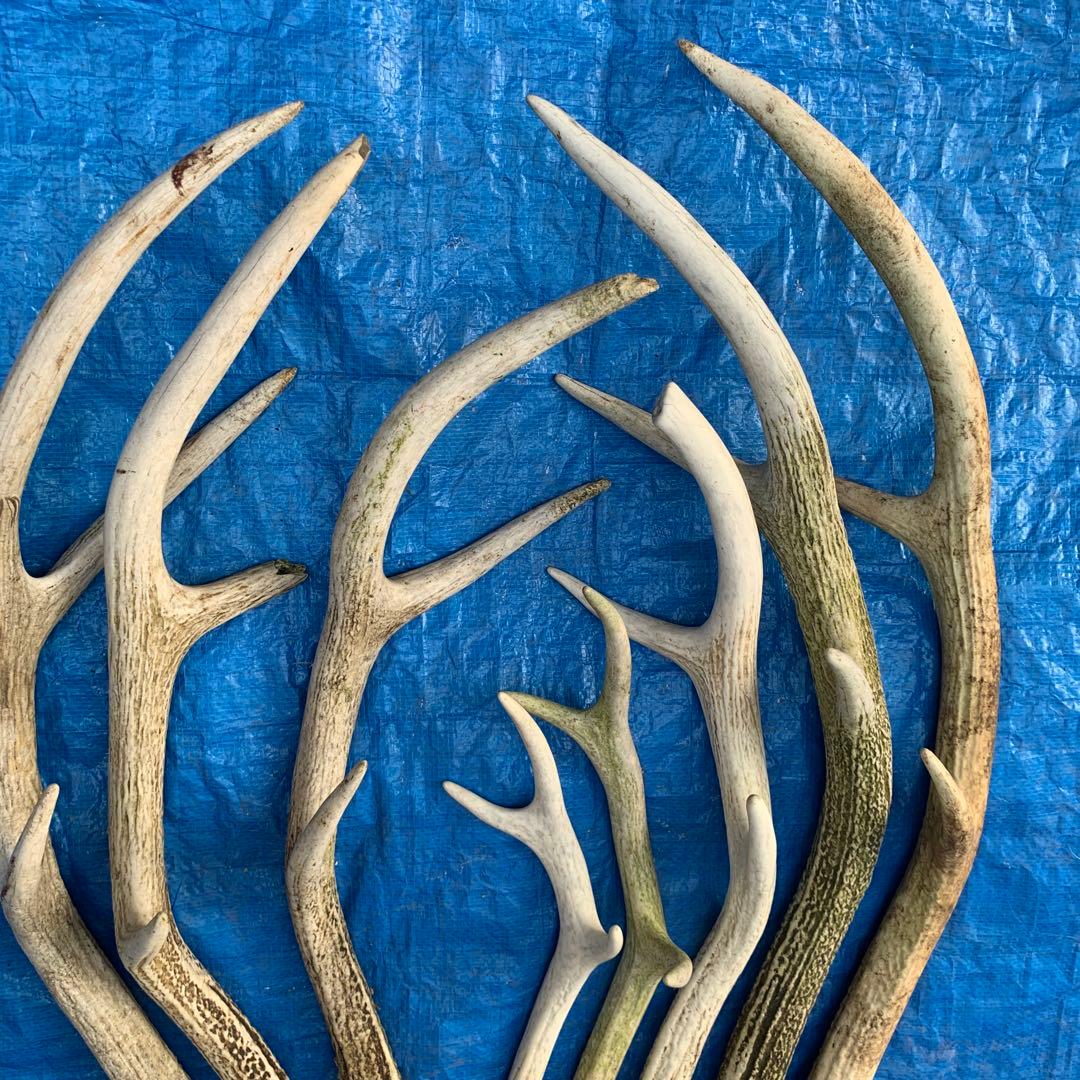 No.2057『鹿角8本セット』鹿の角　エゾ鹿　鹿角　蝦夷鹿