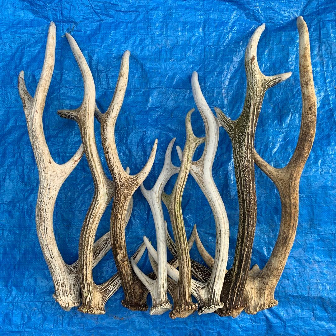 No.2057『鹿角8本セット』鹿の角　エゾ鹿　鹿角　蝦夷鹿