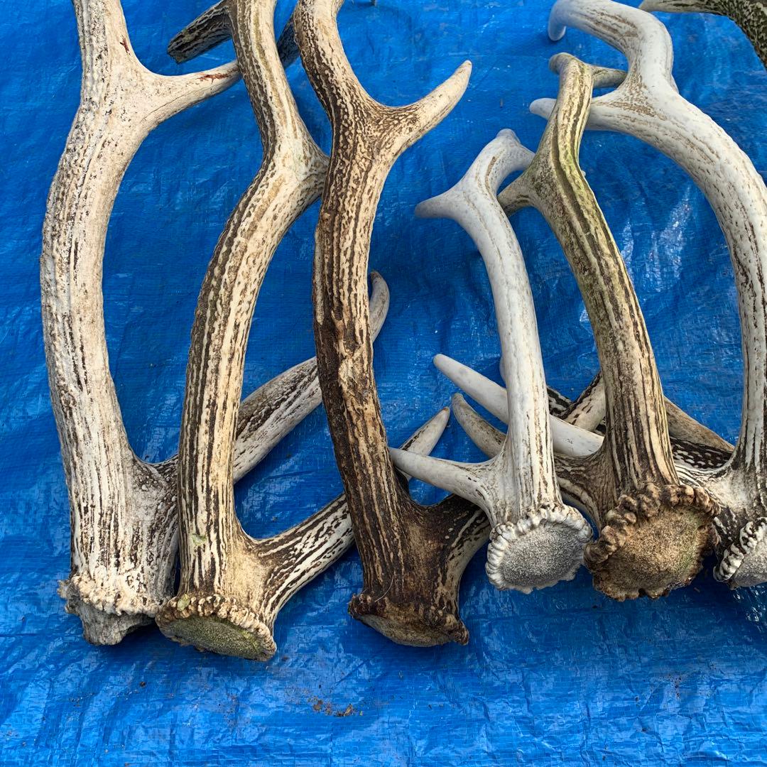No.2057『鹿角8本セット』鹿の角　エゾ鹿　鹿角　蝦夷鹿