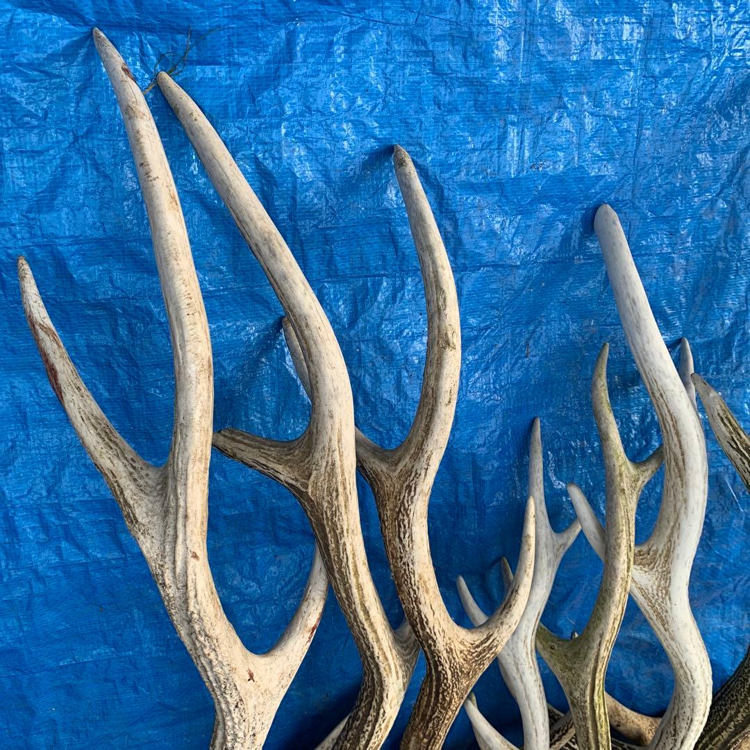 No.2057『鹿角8本セット』鹿の角　エゾ鹿　鹿角　蝦夷鹿