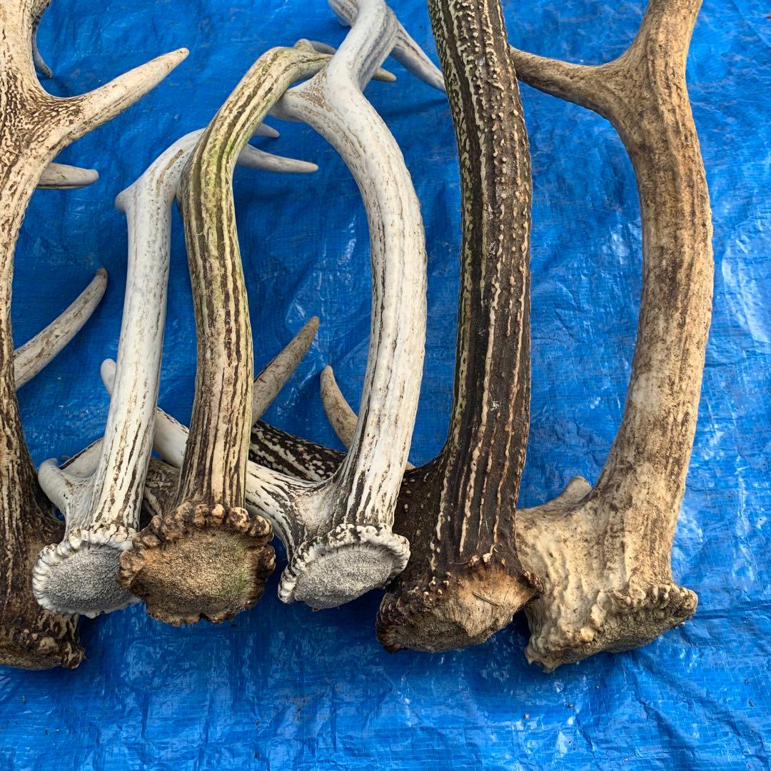 No.2057『鹿角8本セット』鹿の角　エゾ鹿　鹿角　蝦夷鹿