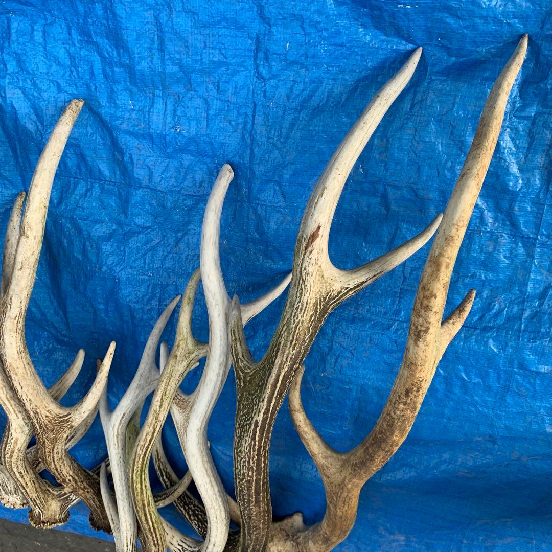 No.2057『鹿角8本セット』鹿の角　エゾ鹿　鹿角　蝦夷鹿