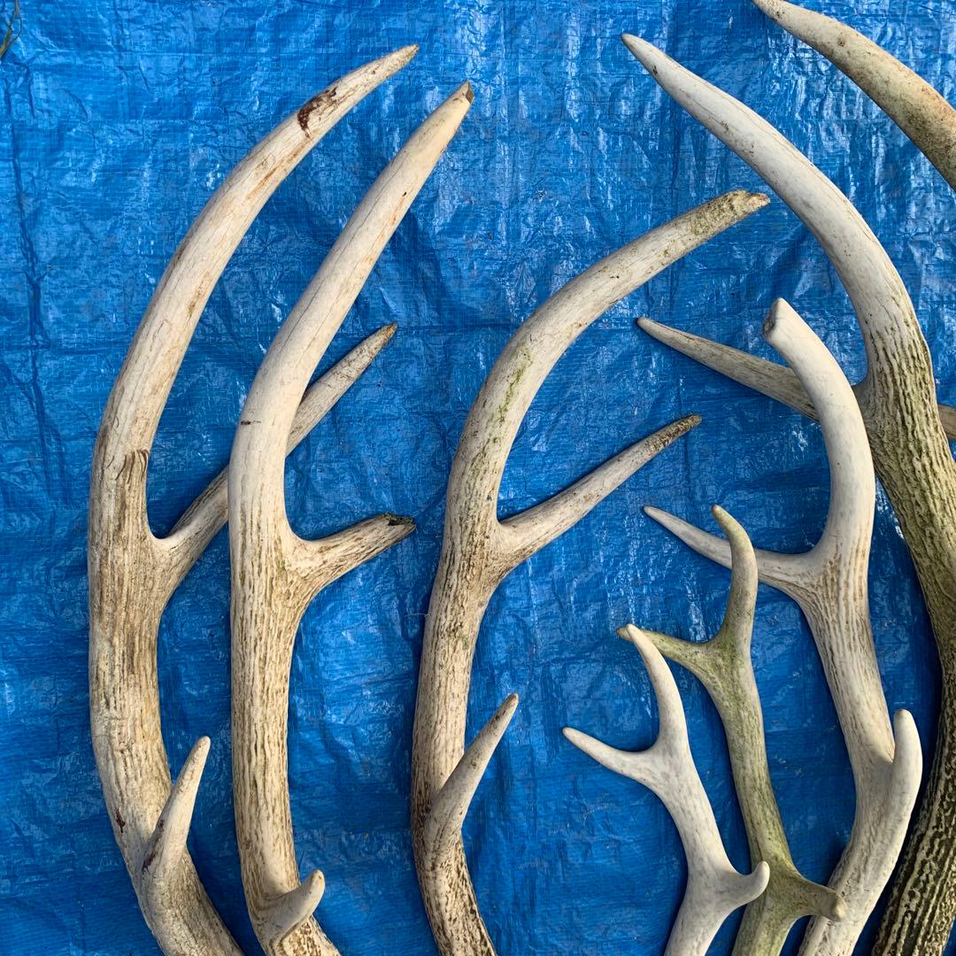 No.2057『鹿角8本セット』鹿の角　エゾ鹿　鹿角　蝦夷鹿