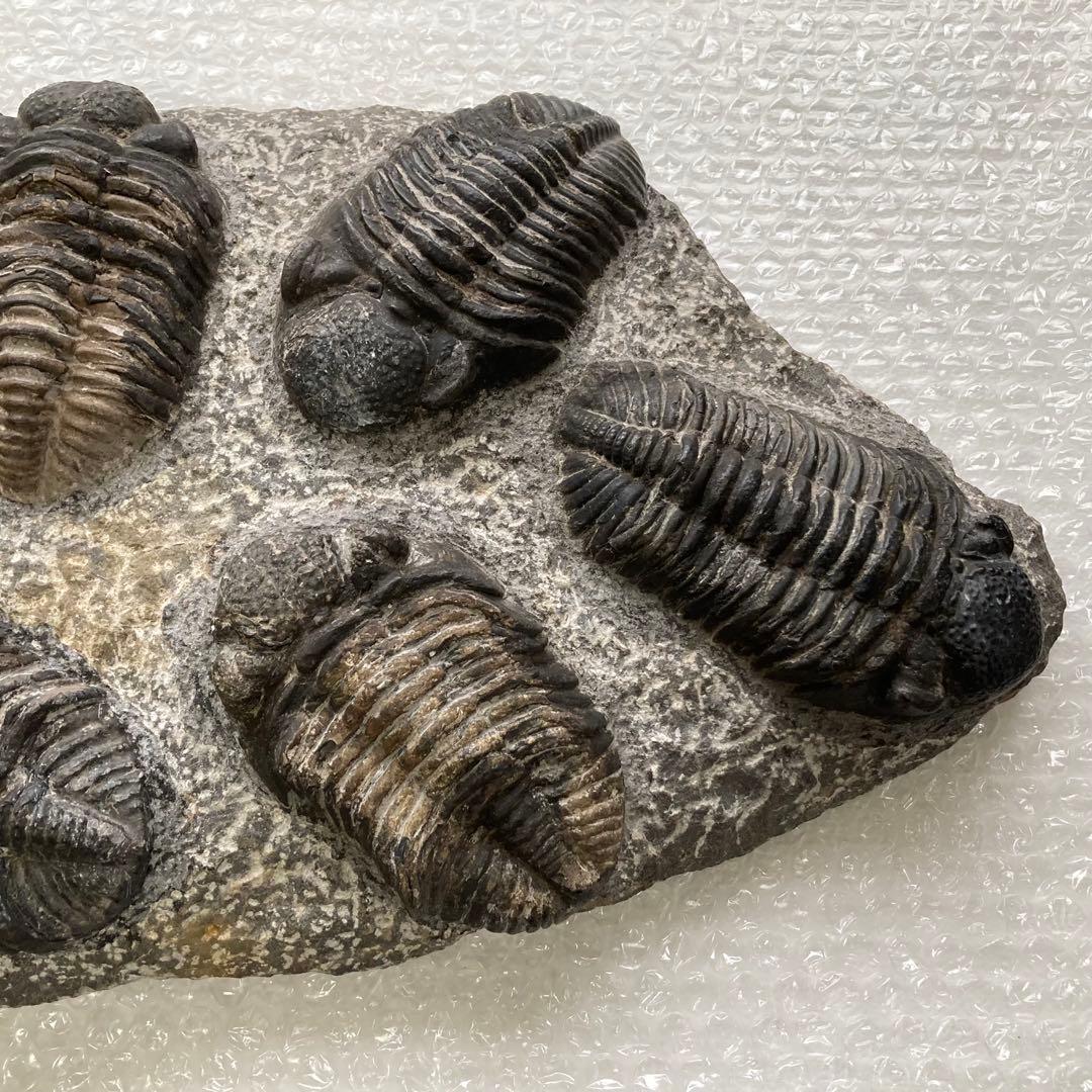 三葉虫 化石 生物 岩石 鑑賞 研究 6体 大型 コレクション レア希少 レトロ