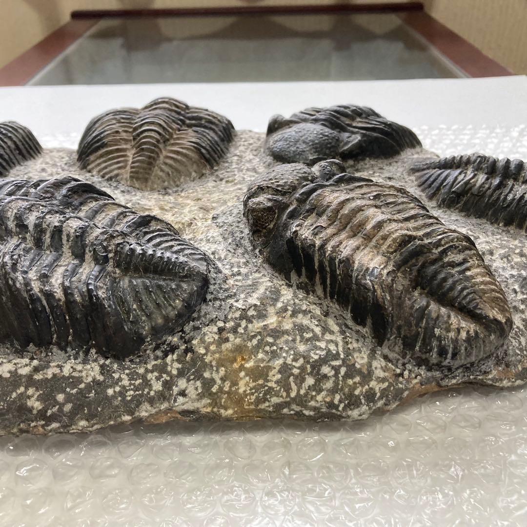 三葉虫 化石 生物 岩石 鑑賞 研究 6体 大型 コレクション レア希少 レトロ