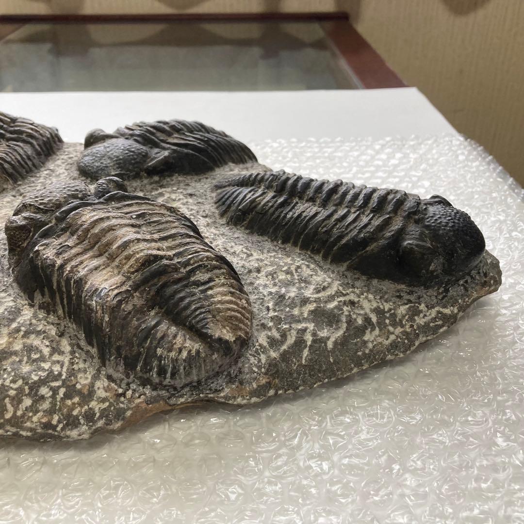 三葉虫 化石 生物 岩石 鑑賞 研究 6体 大型 コレクション レア希少 レトロ