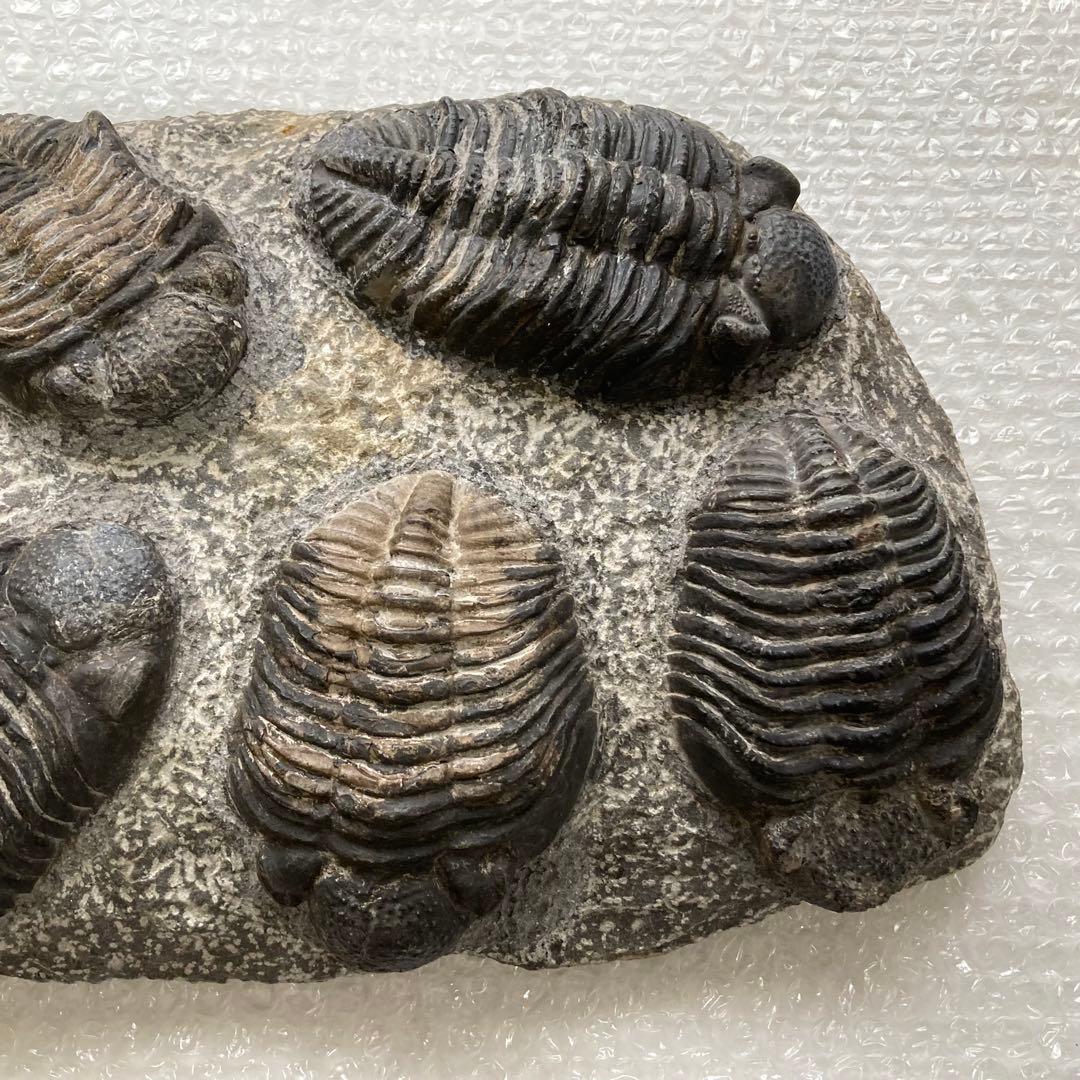 三葉虫 化石 生物 岩石 鑑賞 研究 6体 大型 コレクション レア希少 レトロ