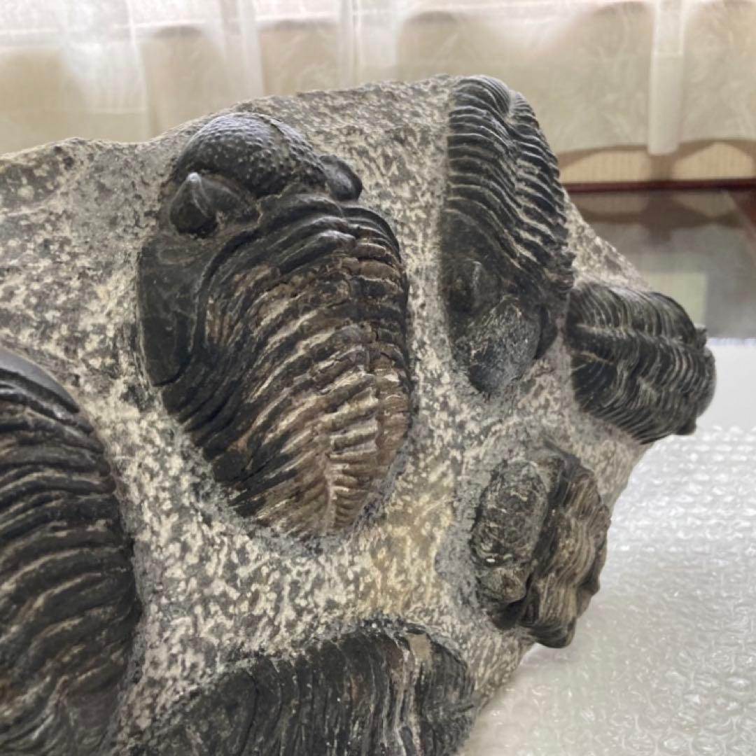 三葉虫 化石 生物 岩石 鑑賞 研究 6体 大型 コレクション レア希少 レトロ