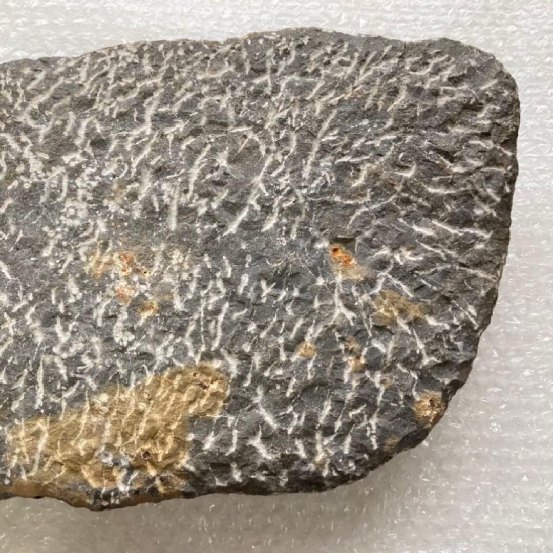 三葉虫 化石 生物 岩石 鑑賞 研究 6体 大型 コレクション レア希少 レトロ