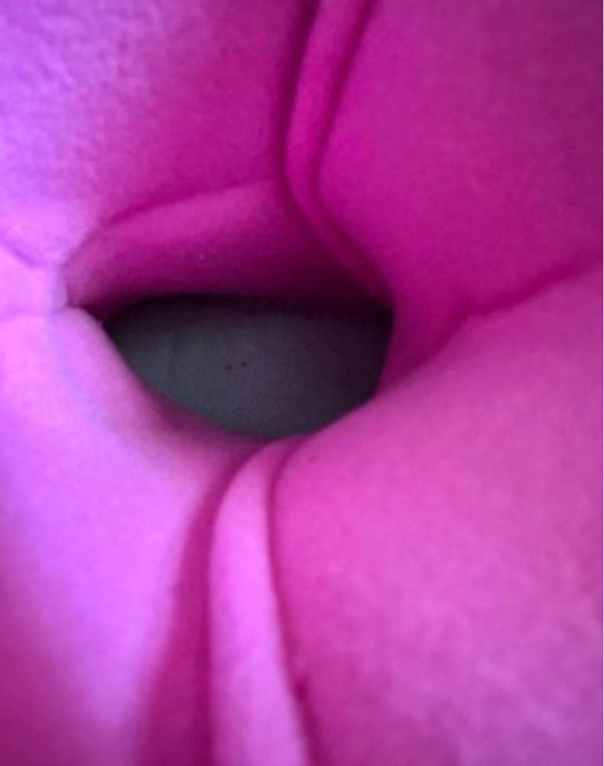 美品　Hart Diva5F スキー用ブーツ ブラック/ピンク 25cm