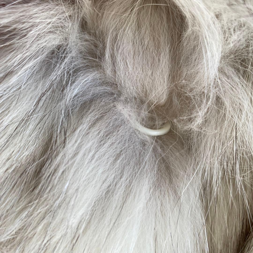 ブルーフォックスのコート