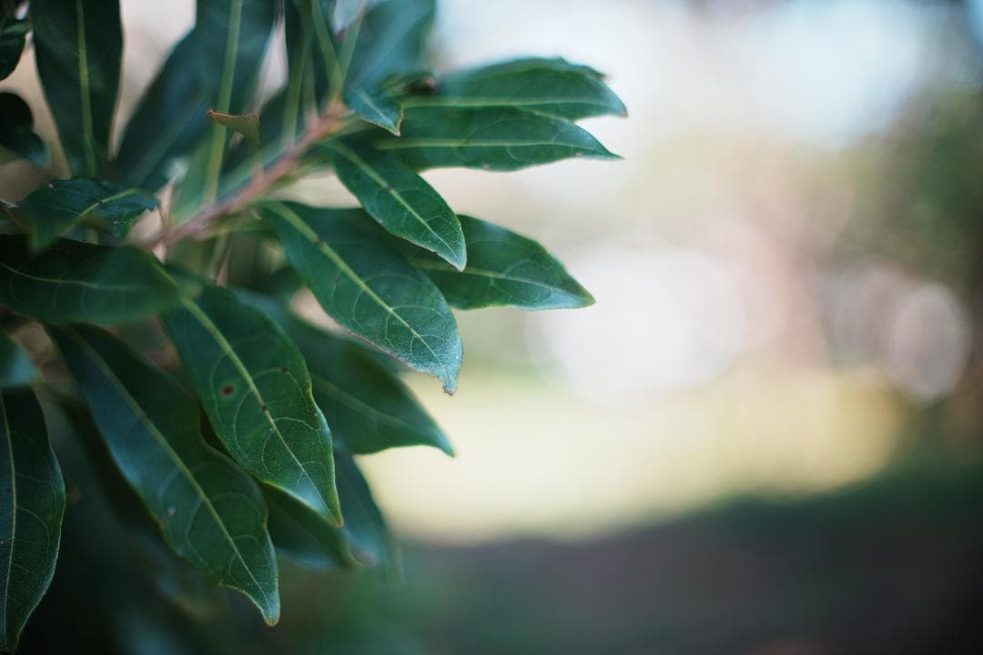 【整備＆テスト済】ニコン New Nikkor 50mm F1.4 前期 214