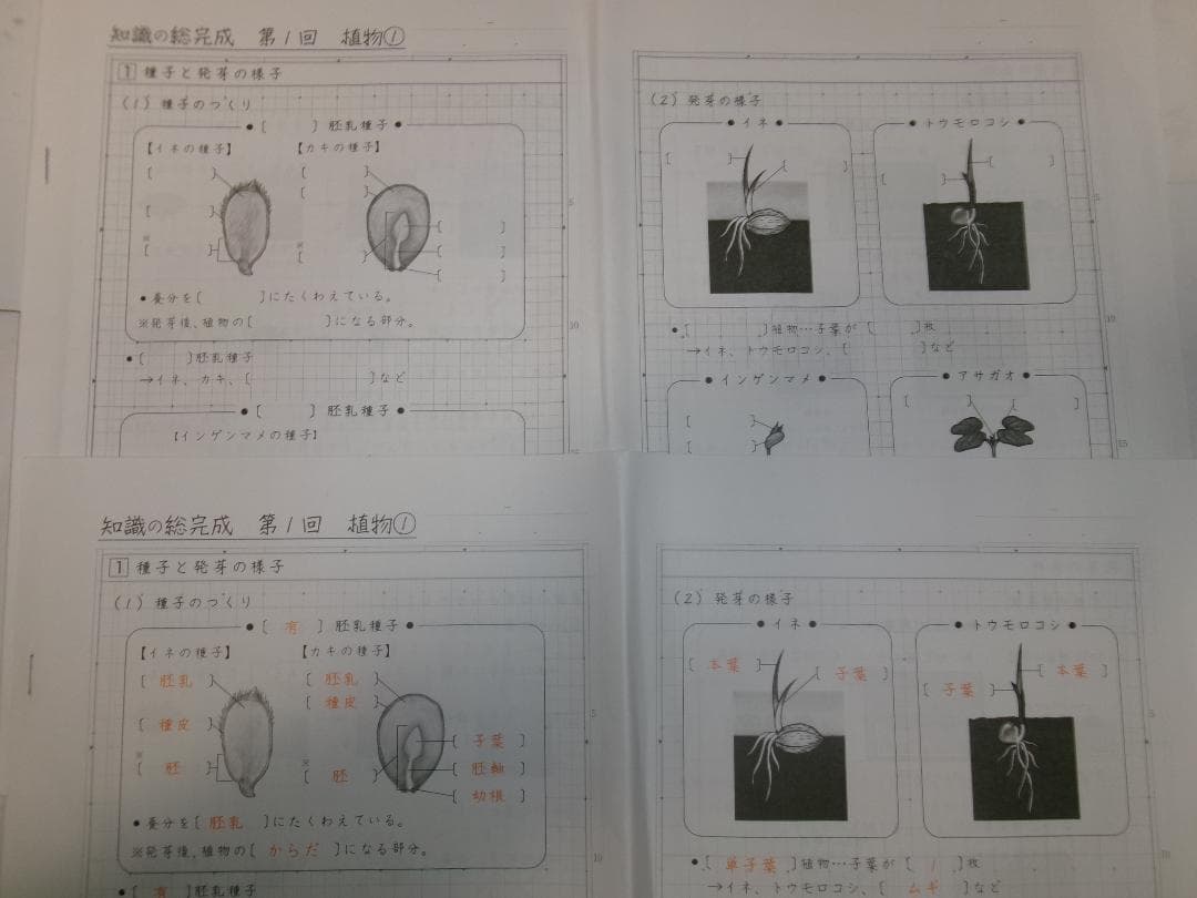 サピックス＊６年＊理科／知識の総完成・全１９回完全版＊赤シート対応／入試直前暗記
