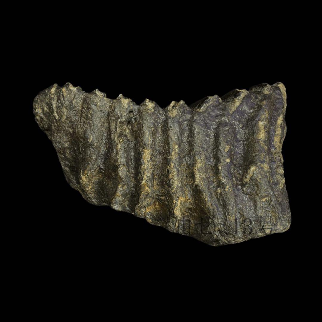 ナウマンゾウ　臼歯　化石　コレクション　標本