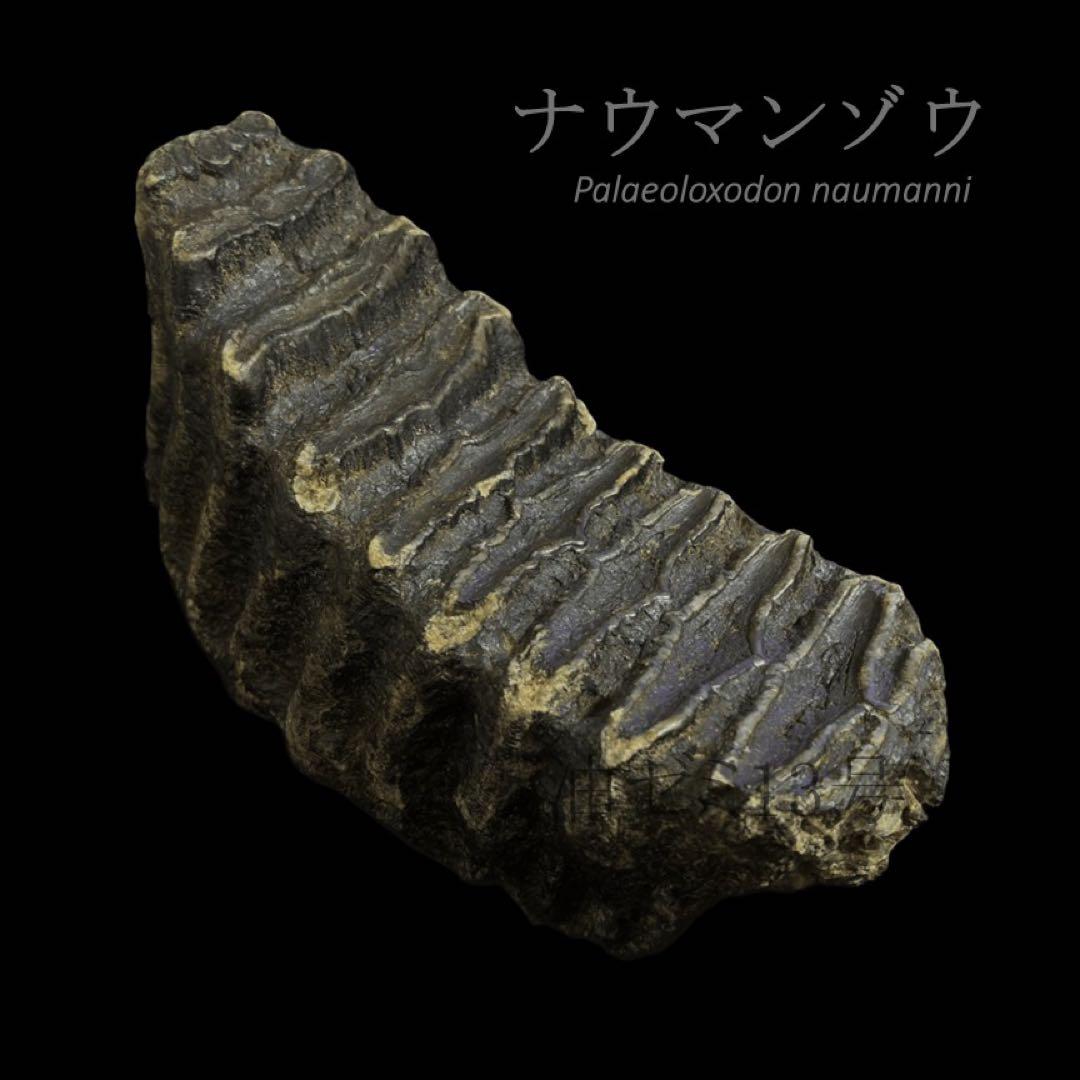 ナウマンゾウ　臼歯　化石　コレクション　標本