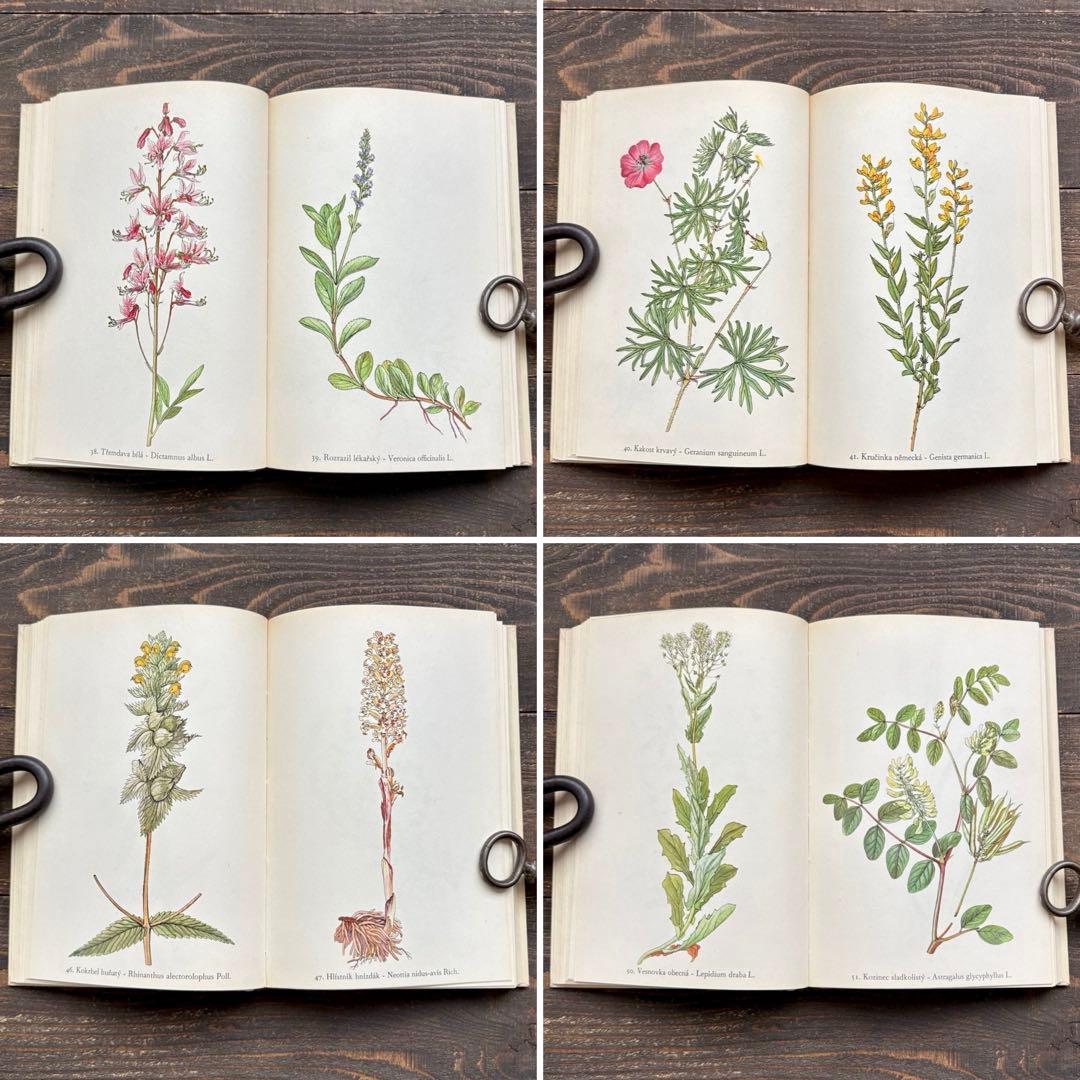 [美しい植物画]チェコの古い植物図鑑(1942年)/ボタニカルアート 雰囲気◎/