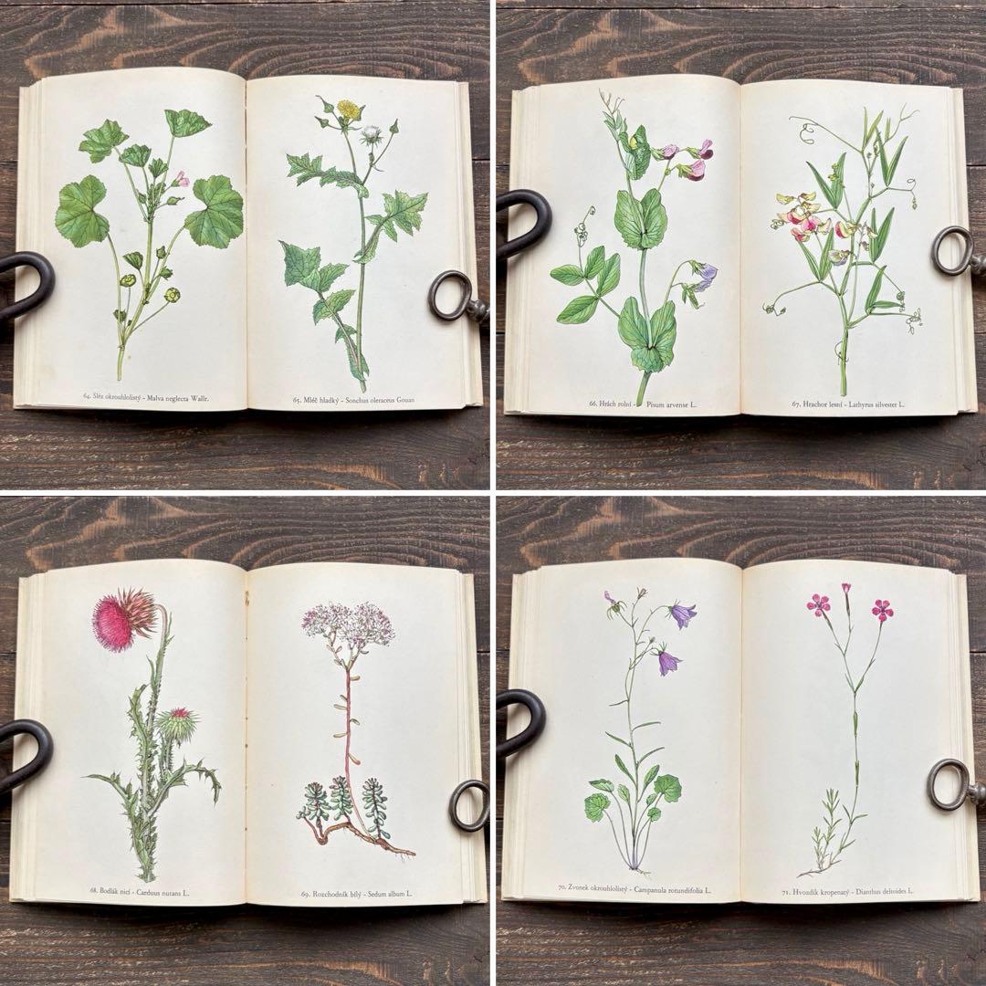 [美しい植物画]チェコの古い植物図鑑(1942年)/ボタニカルアート 雰囲気◎/
