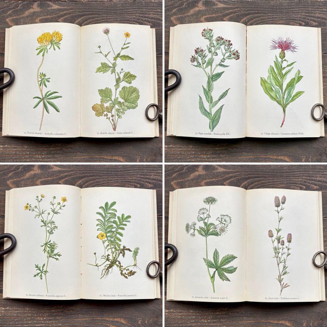 [美しい植物画]チェコの古い植物図鑑(1942年)/ボタニカルアート 雰囲気◎/