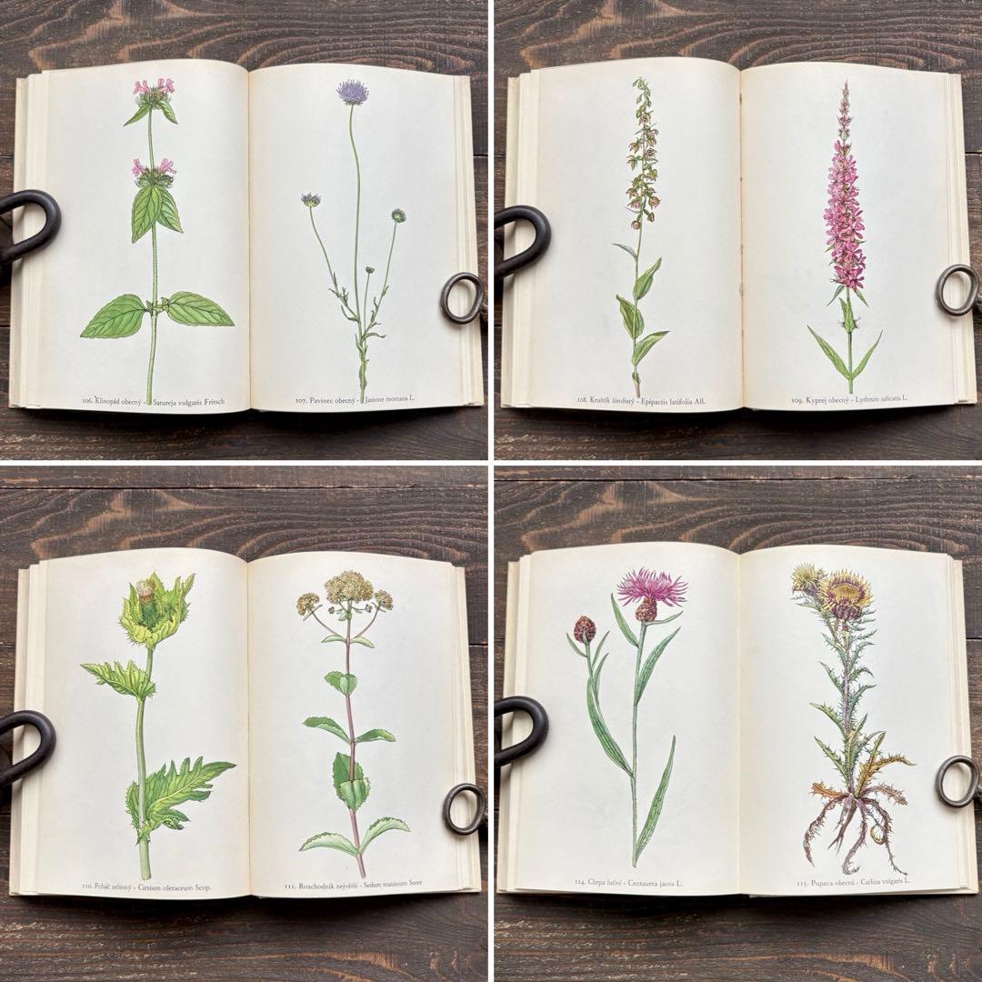 [美しい植物画]チェコの古い植物図鑑(1942年)/ボタニカルアート 雰囲気◎/