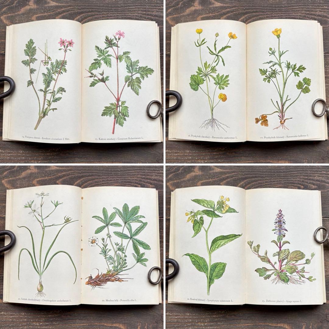 [美しい植物画]チェコの古い植物図鑑(1942年)/ボタニカルアート 雰囲気◎/