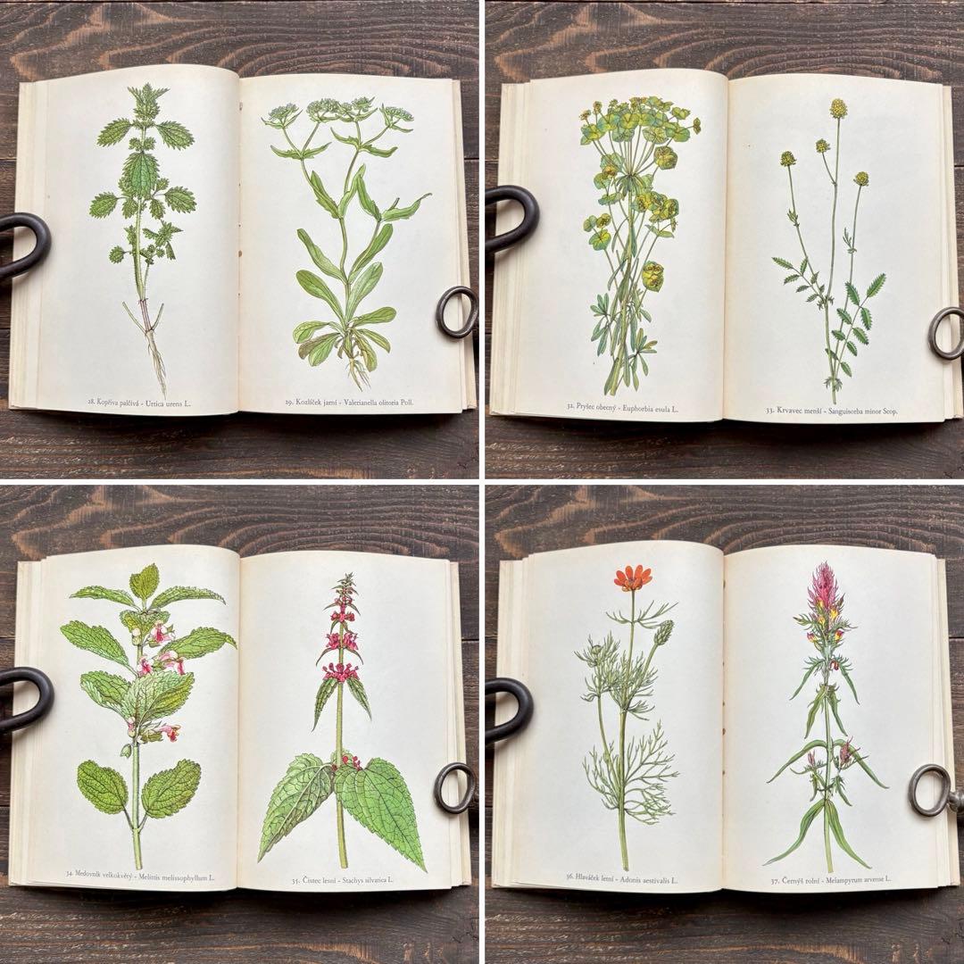 [美しい植物画]チェコの古い植物図鑑(1942年)/ボタニカルアート 雰囲気◎/