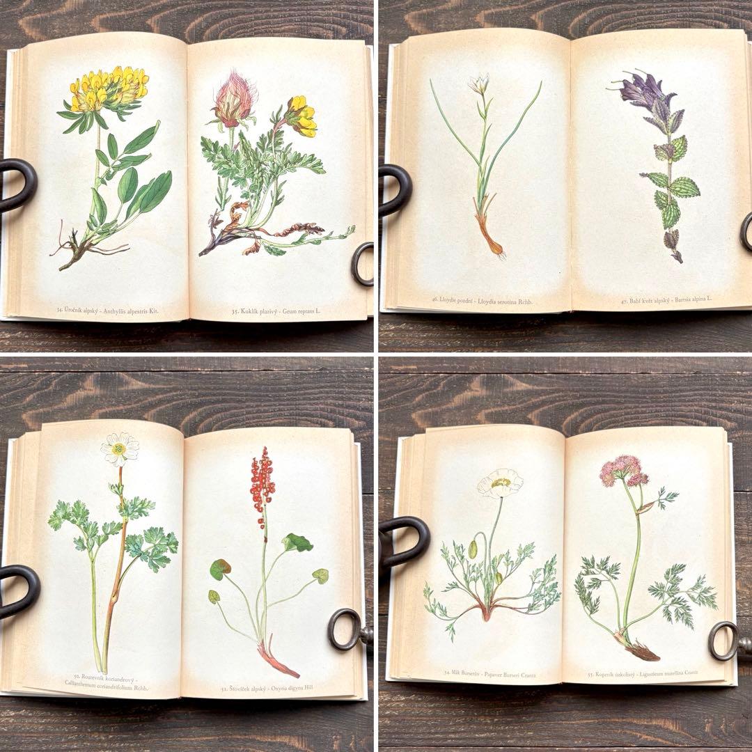 [美しい植物画]チェコの古い植物図鑑(1937年)/植物画 高山植物/