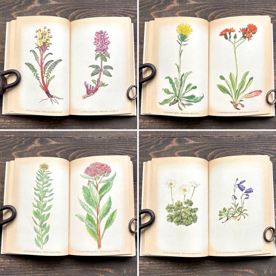 [美しい植物画]チェコの古い植物図鑑(1937年)/植物画 高山植物/