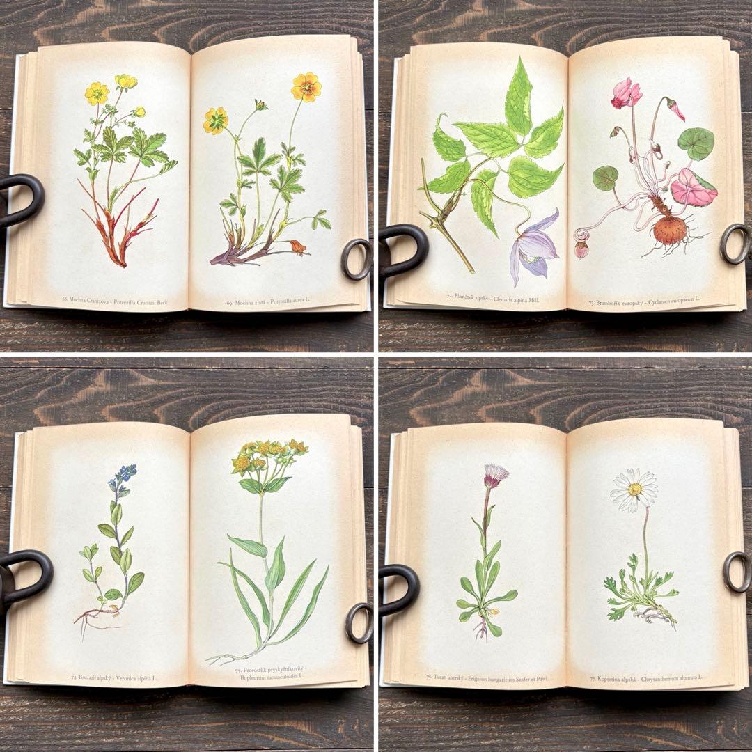 [美しい植物画]チェコの古い植物図鑑(1937年)/植物画 高山植物/