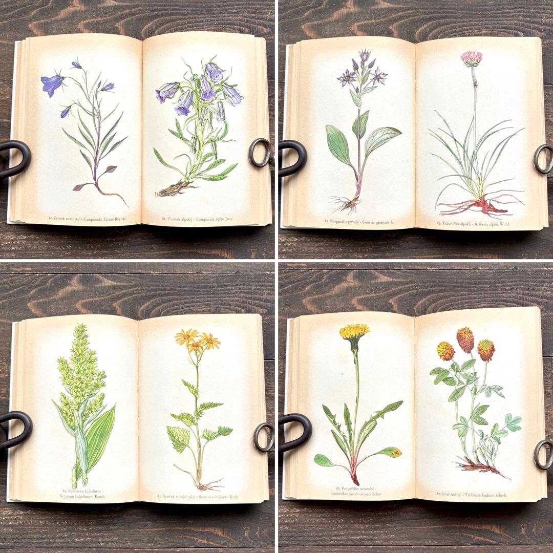 [美しい植物画]チェコの古い植物図鑑(1937年)/植物画 高山植物/