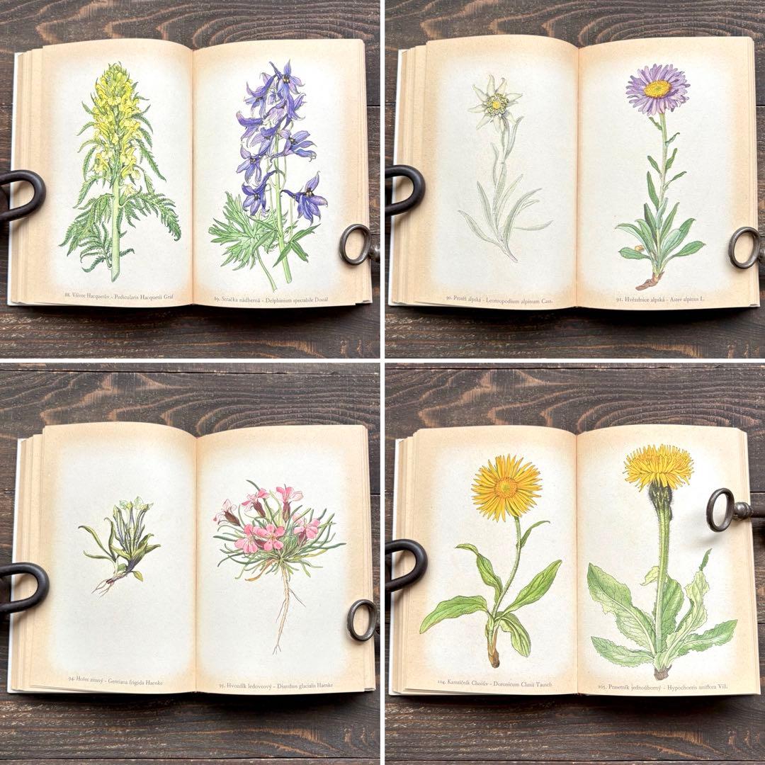 [美しい植物画]チェコの古い植物図鑑(1937年)/植物画 高山植物/