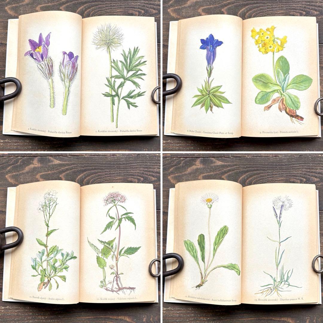 [美しい植物画]チェコの古い植物図鑑(1937年)/植物画 高山植物/